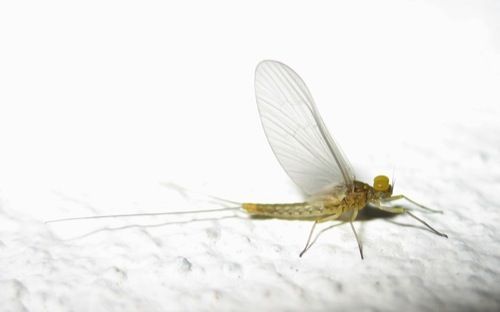  Die Eintagsautos