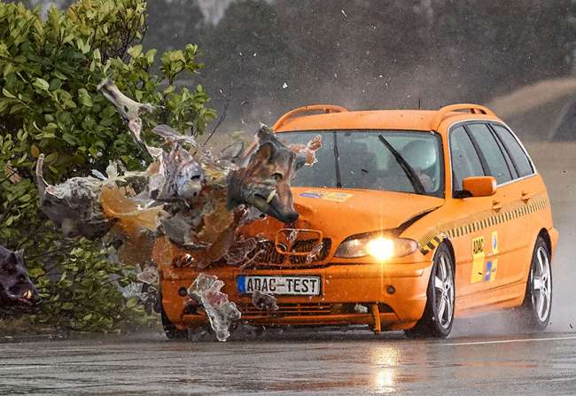  Wildunfälle mit Personenschaden im Steigen begriffen