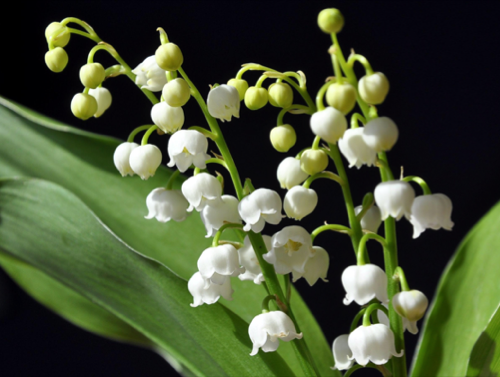  Sehr viel neu macht der Mai