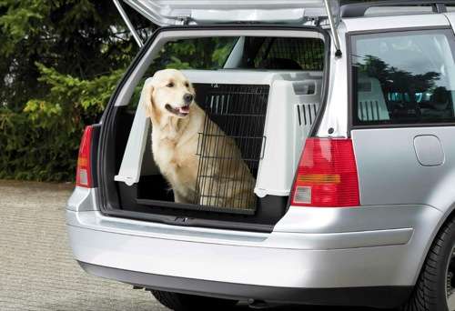  Gesicherte Hunde fliegen nicht