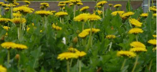  Bridgestone-Test: Kautschuk aus Löwenzahn