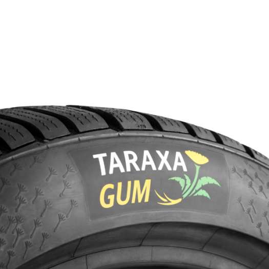  Gummi aus Löwenzahn