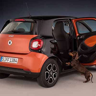  Wau: Einsteigen für Vierbeiner leichtgemacht